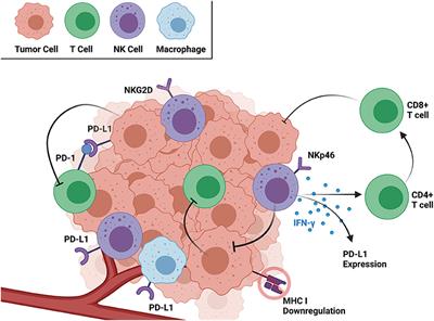 Natural Killer and T Cell Infiltration in Canine Osteosarcoma: Clinical Implications and Translational Relevance